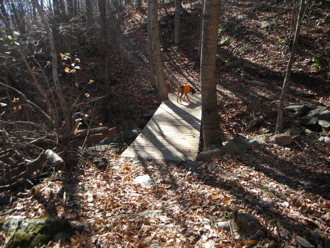 Picture 17 of Patricia Ann Byrom Forest Preserve 111114
