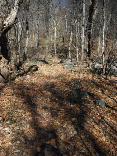 Picture 20 of Patricia Ann Byrom Forest Preserve 111114
