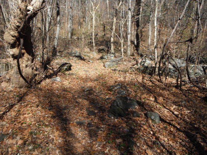 Picture 21 of Patricia Ann Byrom Forest Preserve 111114