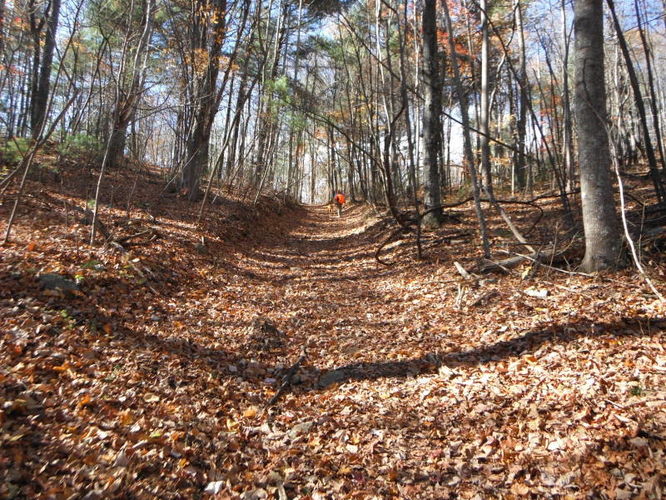 Picture 24 of Patricia Ann Byrom Forest Preserve 111114