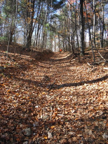 Picture 25 of Patricia Ann Byrom Forest Preserve 111114
