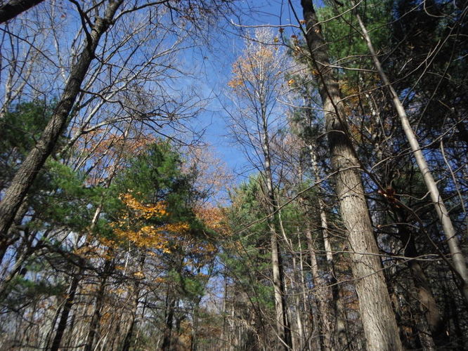 Picture 26 of Patricia Ann Byrom Forest Preserve 111114