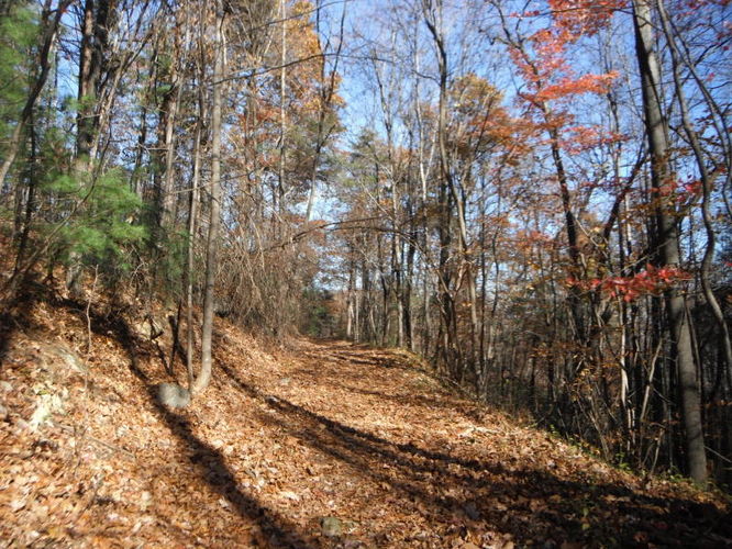 Picture 27 of Patricia Ann Byrom Forest Preserve 111114