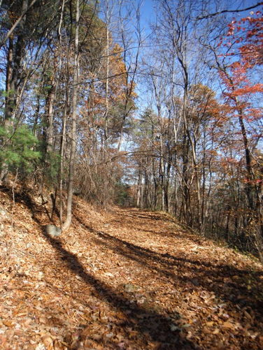 Picture 28 of Patricia Ann Byrom Forest Preserve 111114
