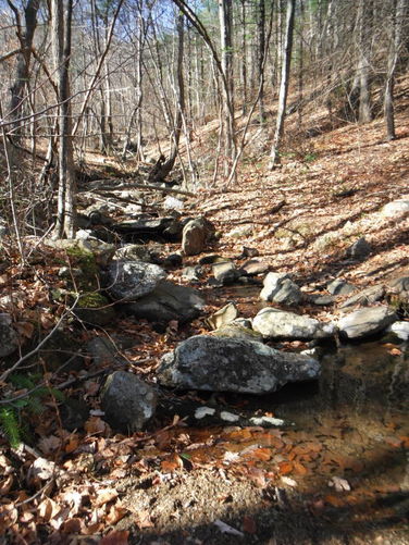 Picture 30 of Patricia Ann Byrom Forest Preserve 111114