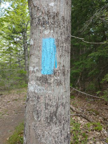 Trail Blaze