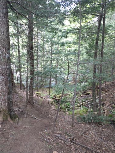 A glimpse of Patten Stream through the forest