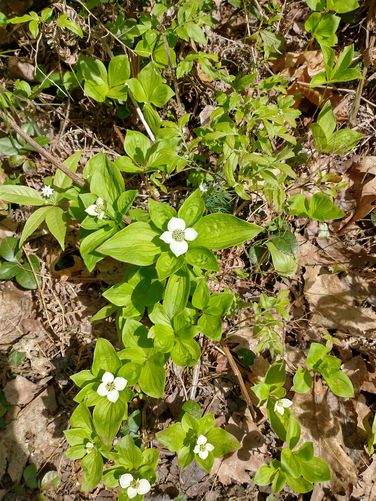 Lots of spring blooms along the trails 