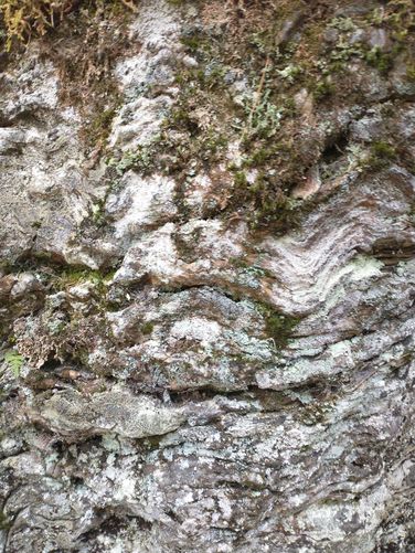 Unusual texture of erratic rock