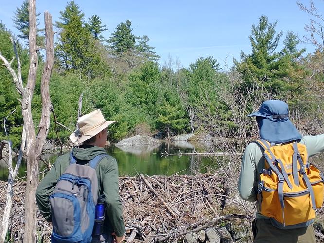 Beaver dam along trail