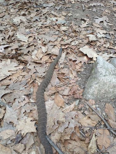 Possible Water Snakealongvtrail