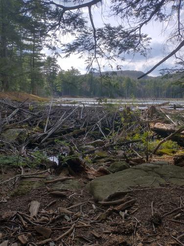 Beaver dam at the point of North Marsh
