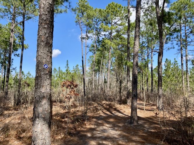 Blue Trail leads to Peachtree Rock