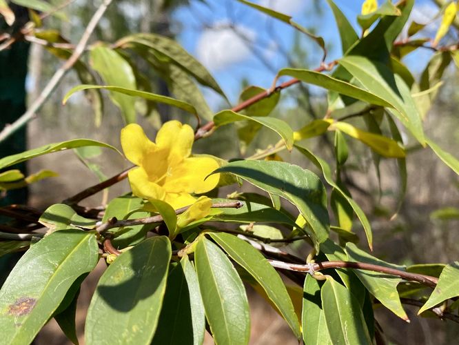 Wild Carolina Jasmine