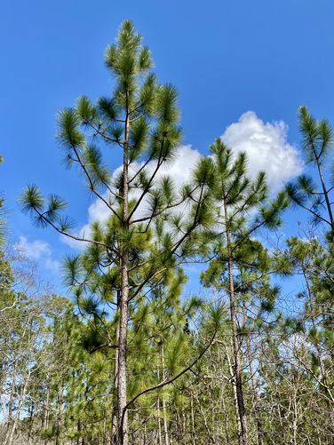 Evergreens fill the sandy forest