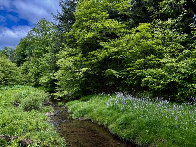 Scenic creek views on Lyman Run