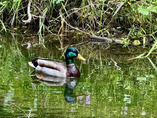 Mallard in Lyman Run