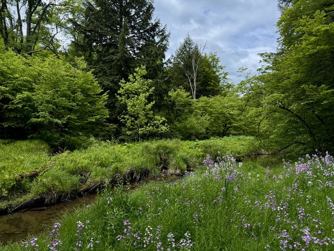 Wildflowers growing along Lyman Run