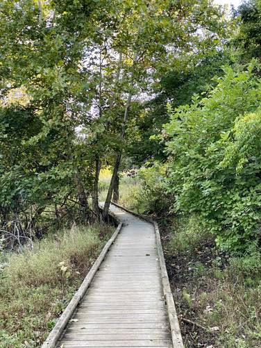 Boardwalk section of the trail