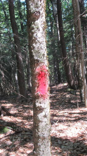 Not an official Blaze for the trail, a boundary marker