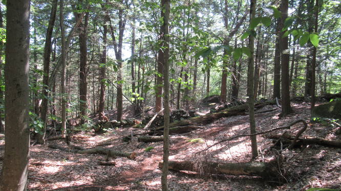 Old Stone walls along the perimeter of the forest
