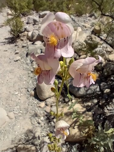 Beautiful blooms along the trail