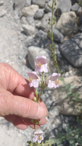 Palmer's Penstemon