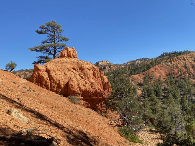 Bulbus rock formation along the Birdseye Trail at Dixie National Forest