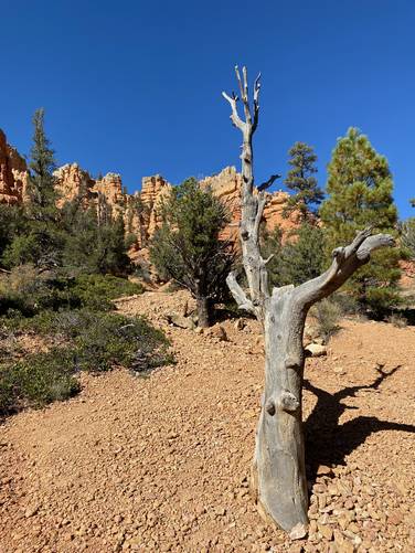 Dead tree stands artistically along the Photo Trail