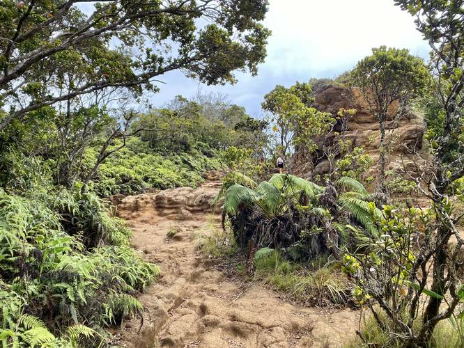 Rainforest jungle vegetation growing along the mountain ridge of the Pihea Trail