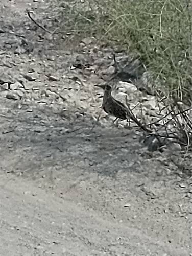 Road Runner spotted in the bushes