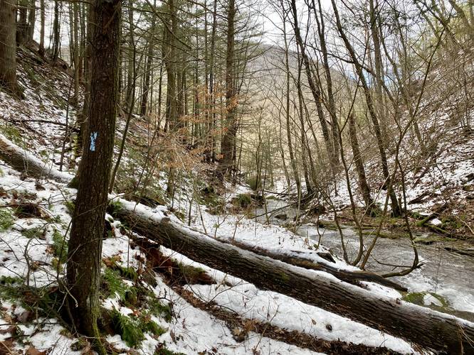 Blue blazes of the Pine Cliff Trail