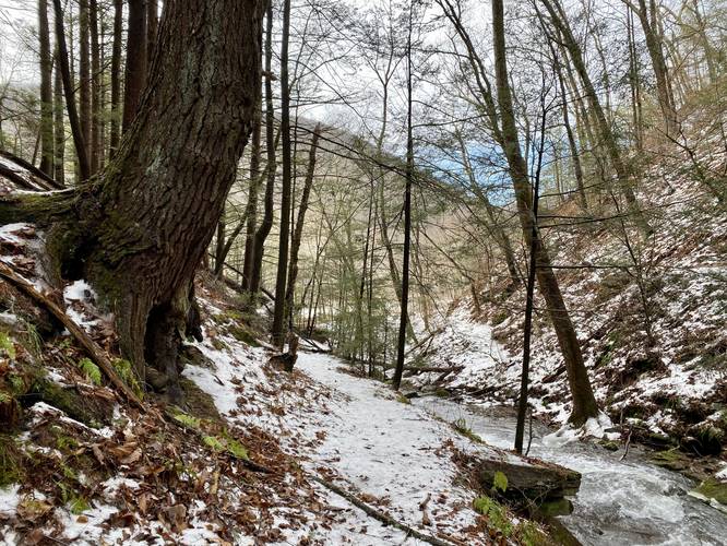 Old-growth hemlock on the Pine Cliff Trail