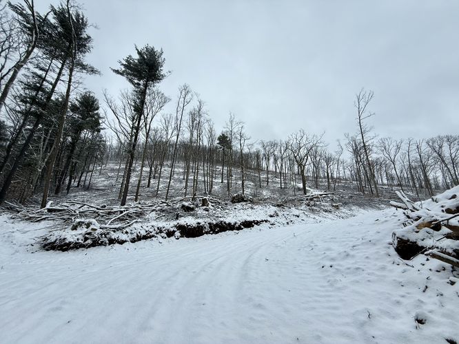 Hiking up the steep logging road to reach the clear cut on Mt. Tom