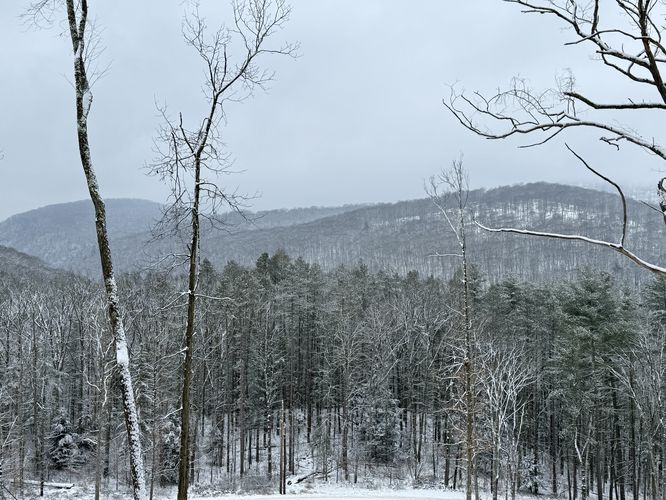 Views of the west rim of Pine Creek Gorge with evergreens in the foreground