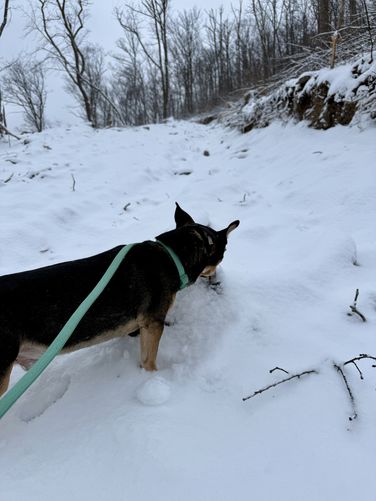 Jax sniffs out a spot on the trail