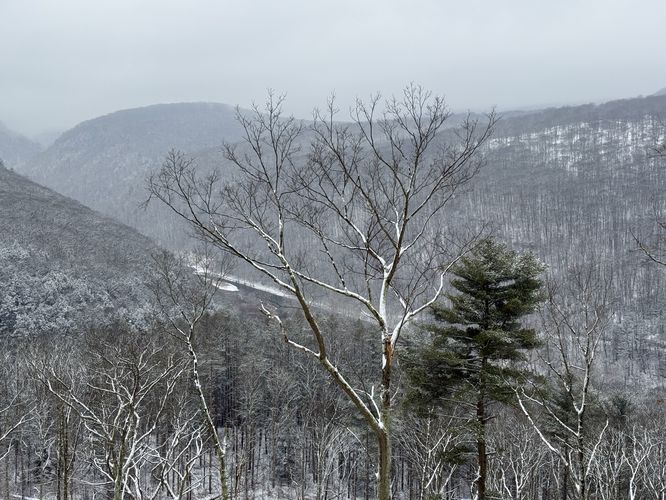 View of Pine Creek from Mt. Tom's clear cut