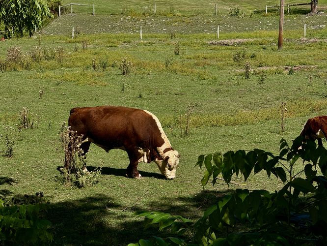 Picture 8 of Pine Creek Trail Wellsboro Extension Sept Oct 2025