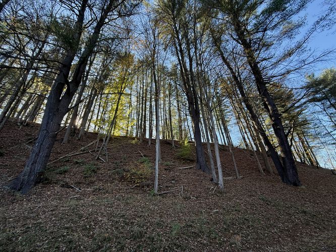 Stand of old-growth eastern white pine
