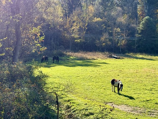 Horses graze off-trail (private land)