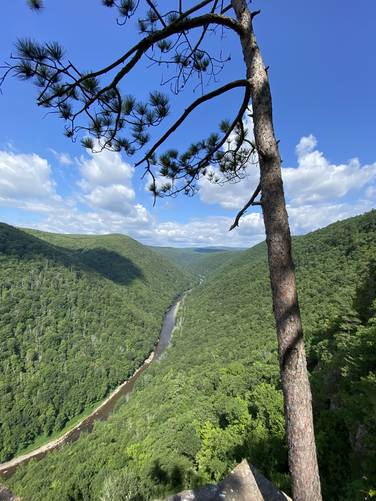 Red pine at the Pine Island Vista with view of Pine Creek and the Pine Creek Gorge (PA Grand Canyon)