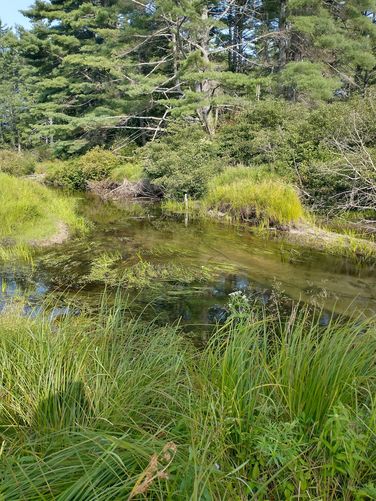 Pine River waits at the end of the River Trail
