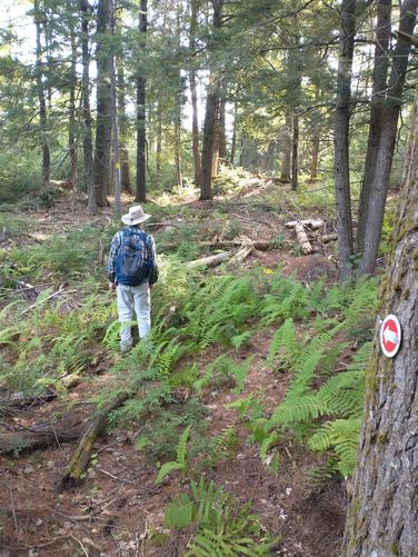 The Boundary Trail substrate