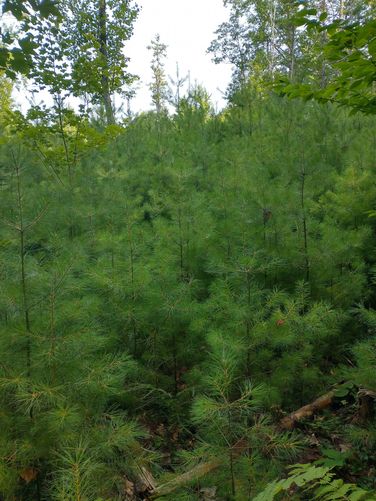 Thick vegetation along the trail