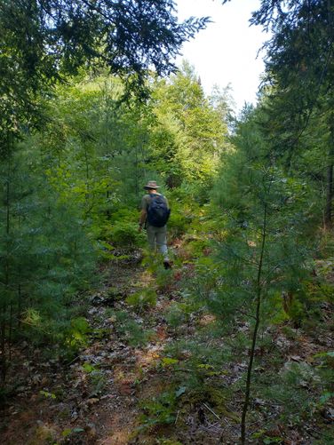 The trail could use some maintenance to cut back vegetation 