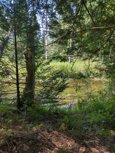 View of the Pine River from the Loop Trail