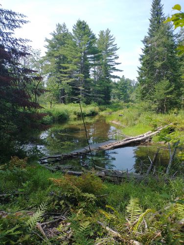 Default image for Pine River Hike, a 2.1-mile trail in Ossipee, NH (US)
