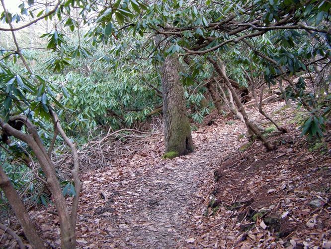 Picture 8 of Pinnacle Rocky Knob and Walkers Knob Hike