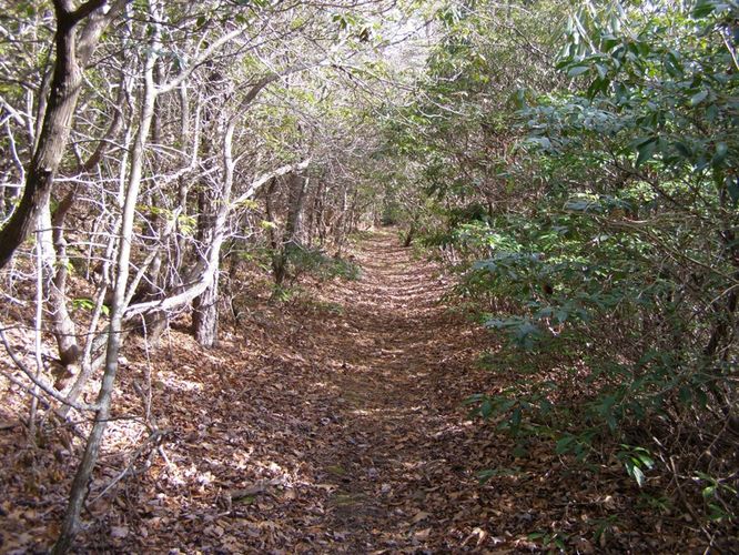 Picture 19 of Pinnacle Rocky Knob and Walkers Knob Hike