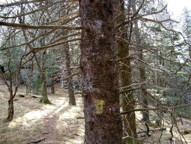 Picture 32 of Pinnacle Rocky Knob and Walkers Knob Hike